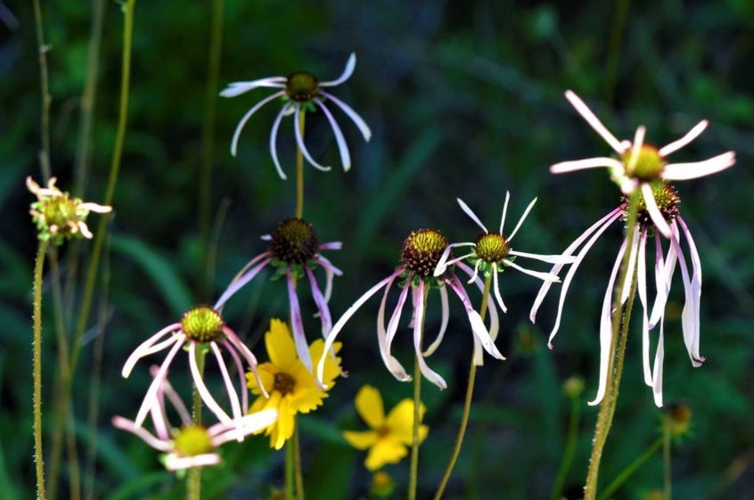 Lone star deals native nursery