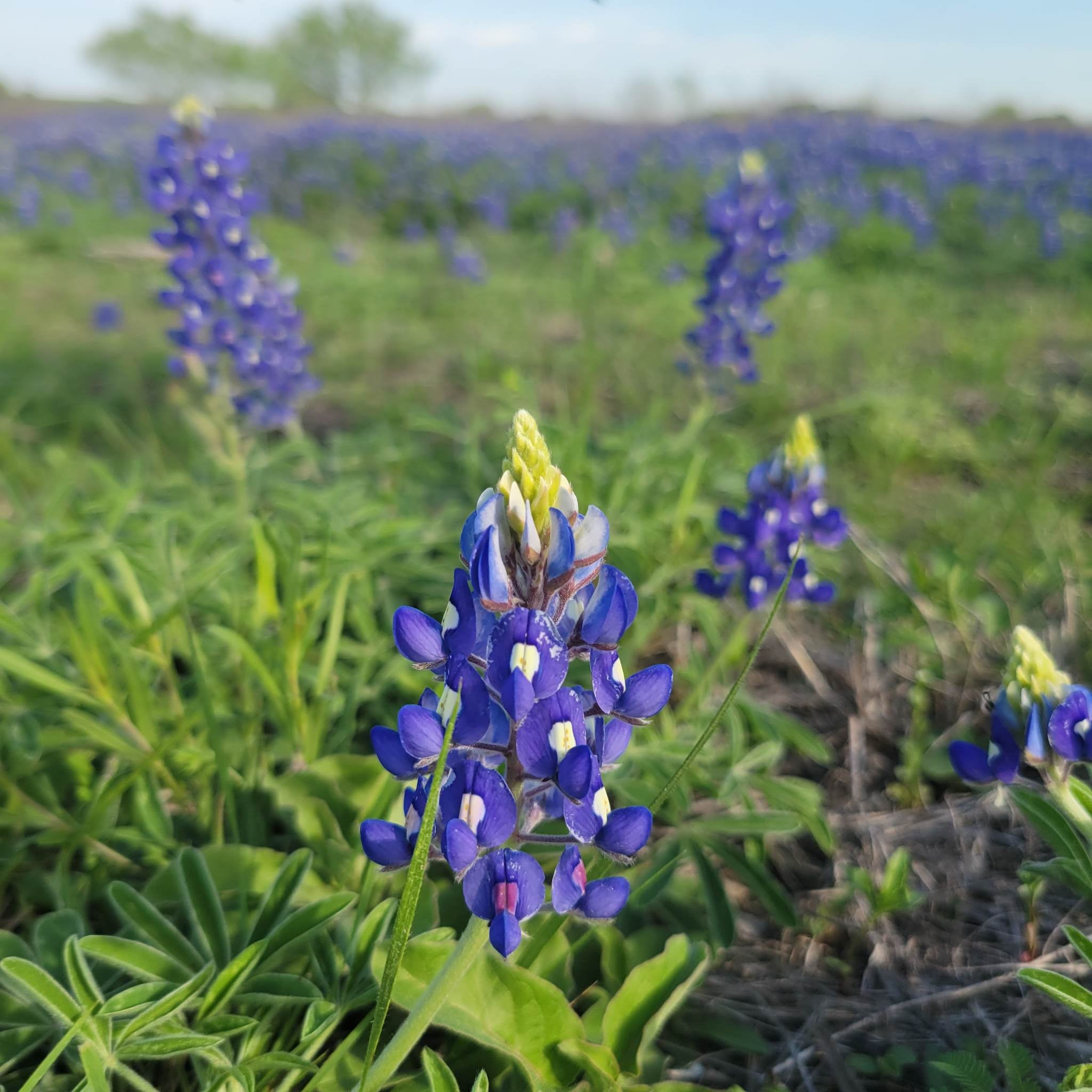 Lone star deals native nursery